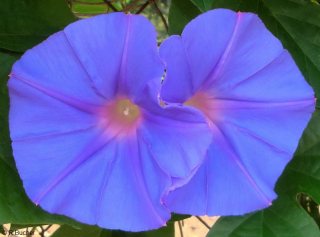 Ipomoea indica 