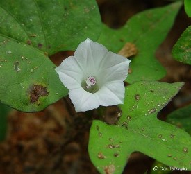 Ipomoea lacunosa