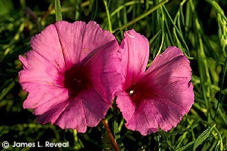 Ipomoea leptophylla