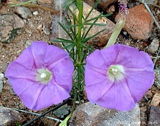 Ipomoea leptotoma