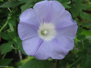 Ipomoea lindheimeri