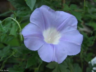 Ipomoea lindheimeri