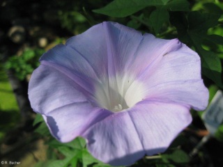 Ipomoea lindheimeri