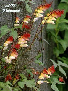 Ipomoea lobata