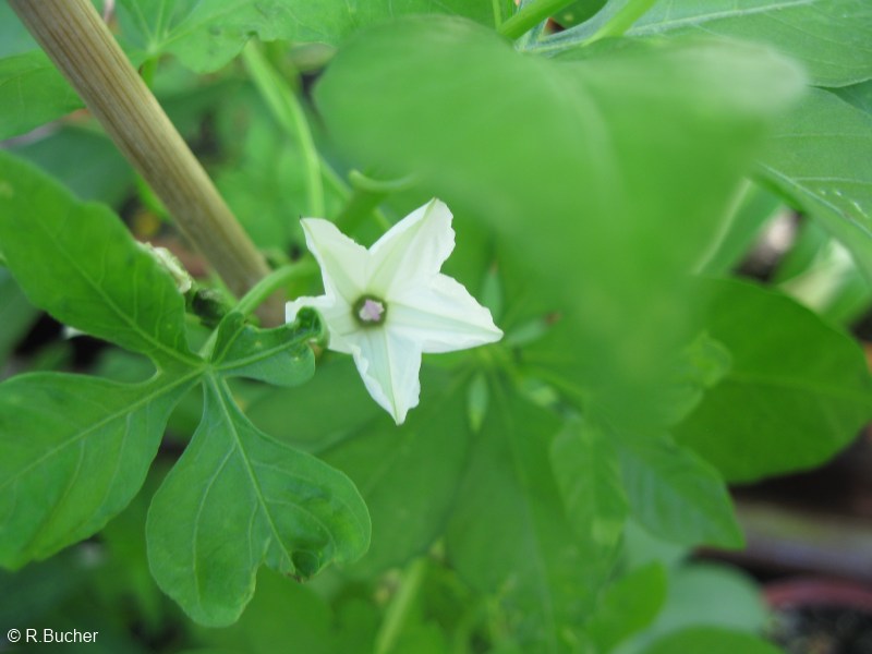 Exotische Nutz und Zierpflanzen Ipomoea magnusiana