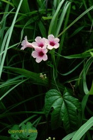 Ipomoea mauritiana