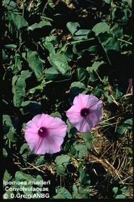 Ipomoea muelleri