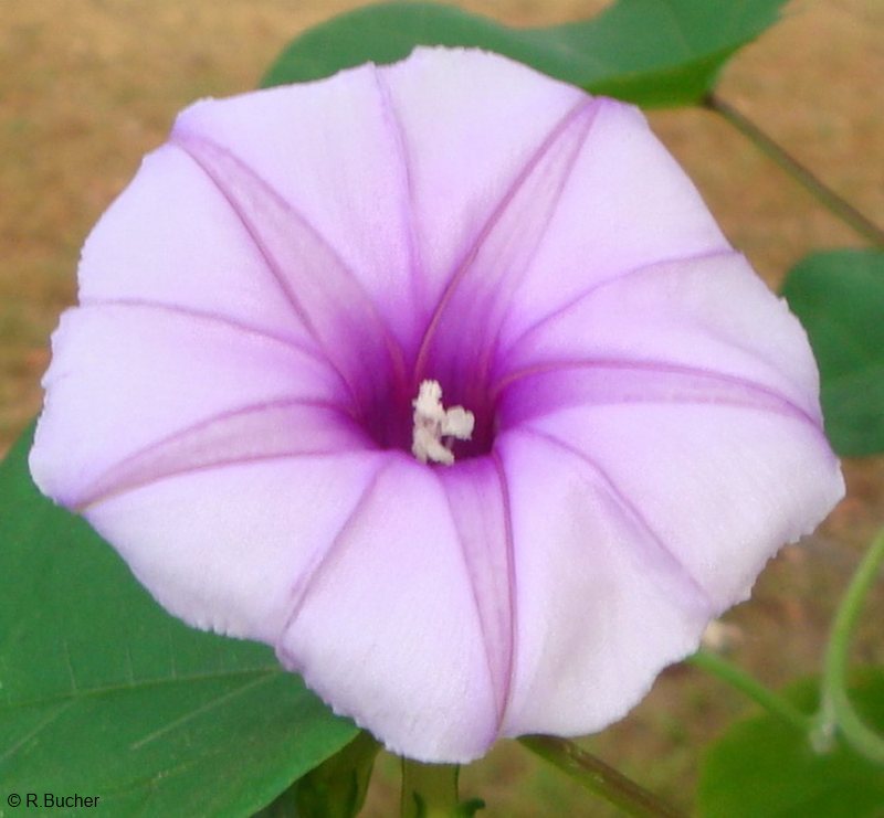 Exotische Nutz und Zierpflanzen Ipomoea muricata