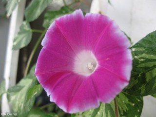 Ipomoea nil 'Cameo Elegance'