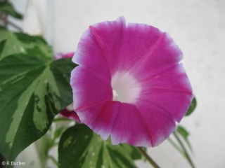 Ipomoea nil 'Cameo Elegance'