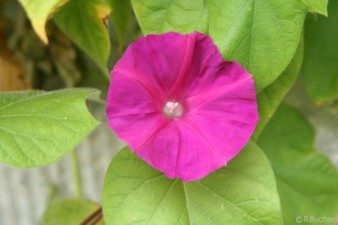 Ipomoea nil 'Scarlet o'Hara'