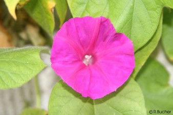 Ipomoea nil 'Scarlet o'Hara'