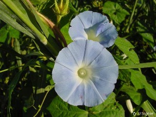 Ipomoea nil