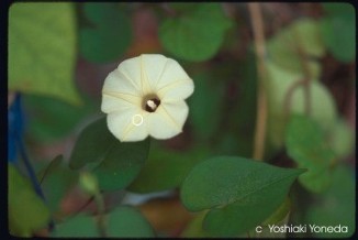 Ipomoea obscura