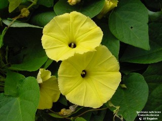 Ipomoea ochracea 