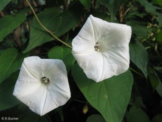 Ipomoea pandurata