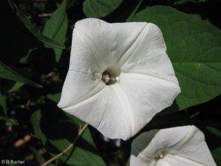 Ipomoea pandurata