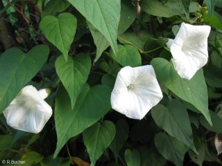 Ipomoea pandurata