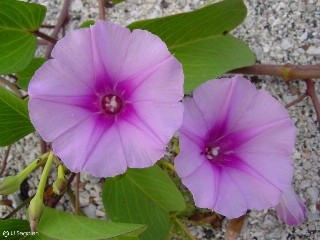 Ipomoea pes-caprae