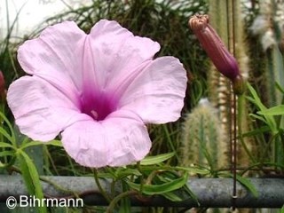 Ipomoea platensis