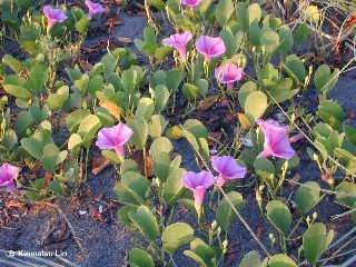 Ipomoea pes-caprae ssp. brasiliensis