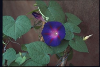 Ipomoea purpurea 'Star of Yelta'