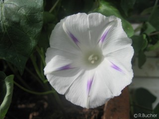 Ipomoea purpurea 'Milky Way'