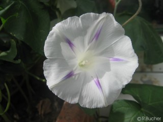 Ipomoea purpurea 'Milky Way'