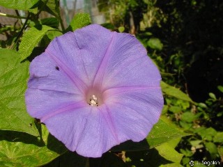 Ipomoea purpurea