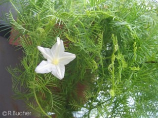 Ipomoea quamoclit 'alba'