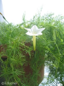 Ipomoea quamoclit 'alba'