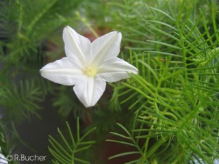 Ipomoea quamoclit 'alba'