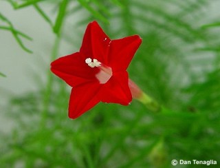 Ipomoea quamoclit