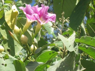 Ipomoea sepacuitensis