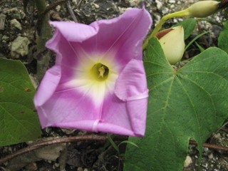 Ipomoea sepacuitensis