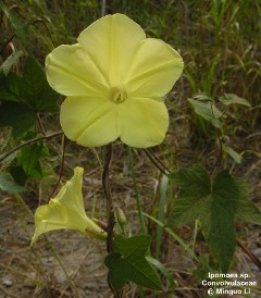 Ipomoea sp