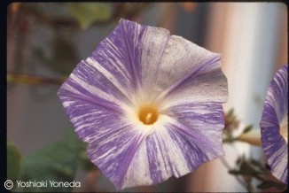 Ipomoea tricolor 'Flying Saucers'