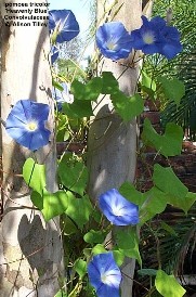 Ipomoea tricolor 'Heavenly Blue'