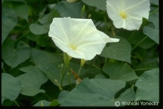 Ipomoea tricolor 'Pearly Gates'