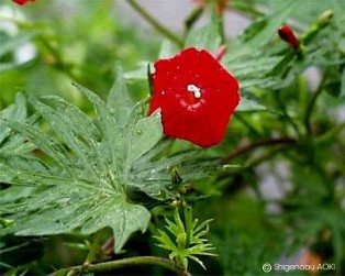 Ipomoea x multifida