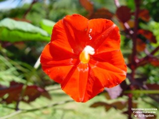 Ipomoea coccinea