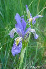 Iris missouriensis