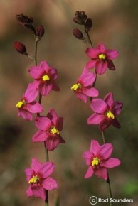 Ixia scillaris