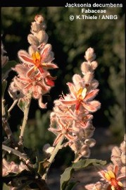 Jacksonia decumbens