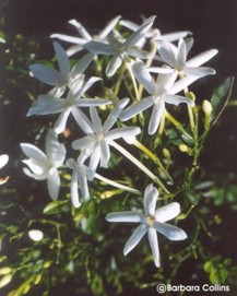 Jasminum angulare