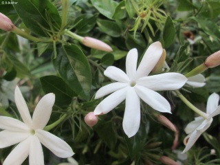 Jasminum multipartitum