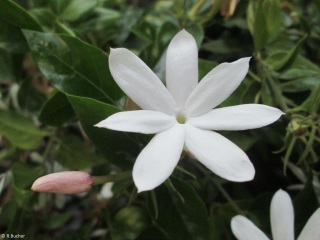 Jasminum multipartitum