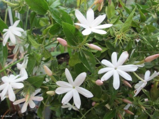 Jasminum multipartitum