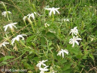 Jasminum stenolobum