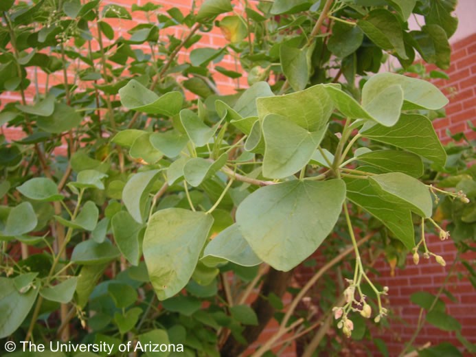 Exotische Nutz und Zierpflanzen Jatropha cinerea